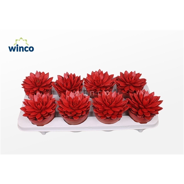<h4>Echeveria Agavoides Paint Red</h4>