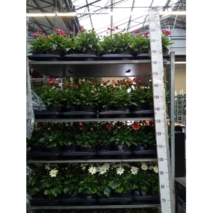 Dahlia  'Summerbees Purple Bicolor'