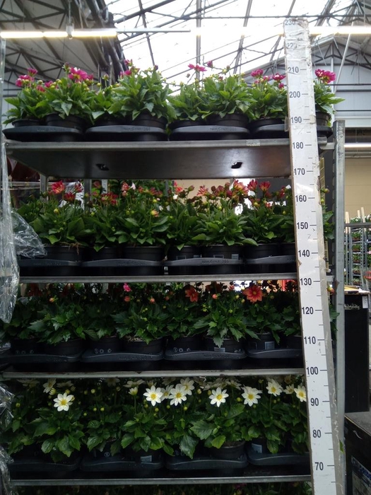 <h4>Dahlia  'Summerbees Purple Bicolor'</h4>