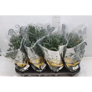 ALBUCA SPIRALIS P14 SEM FLOR