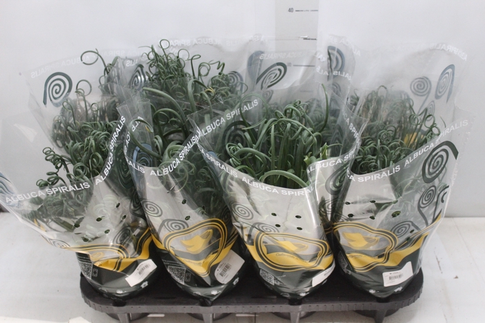 <h4>ALBUCA SPIRALIS P14 SEM FLOR</h4>