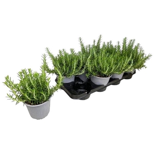 Rosmarinus officinalis 'Prostratus'