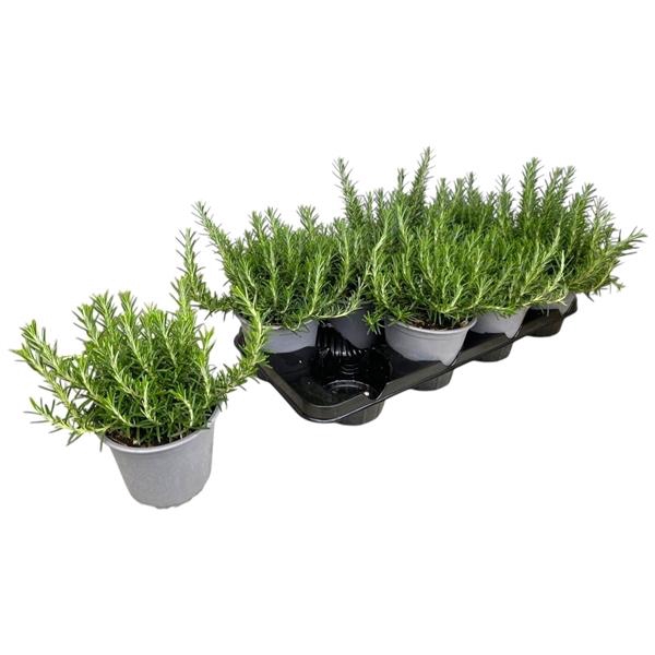 <h4>Rosmarinus officinalis 'Prostratus'</h4>