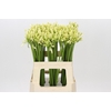 Agapanthus Gletsjer
