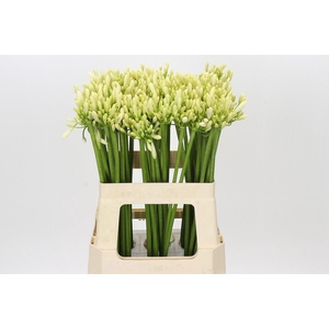 Agapanthus Gletsjer