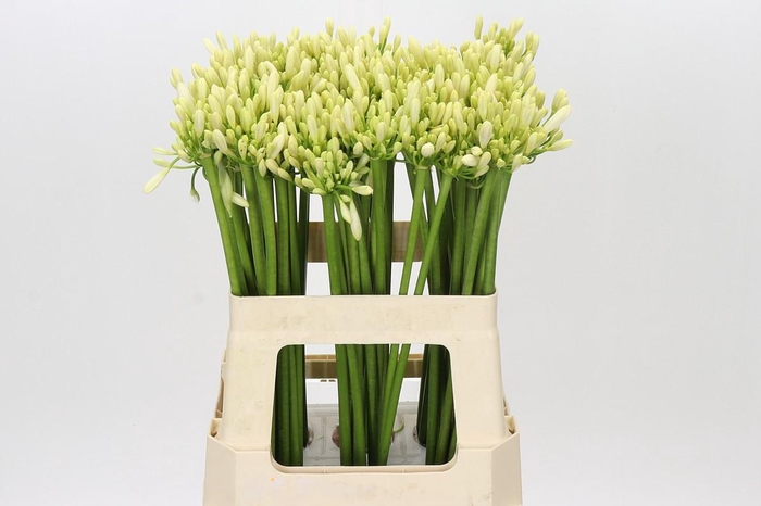 <h4>Agapanthus Gletsjer</h4>