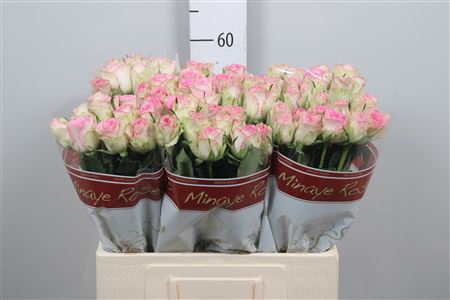 <h4>R Gr Lovely Jewel</h4>