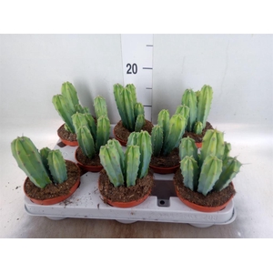 Cereus   ...