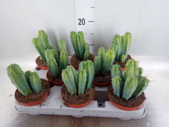 <h4>Cereus   ...</h4>