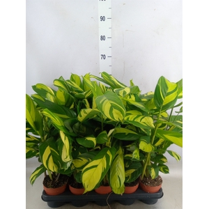 Ctenanthe pilosa 'Mosaic'