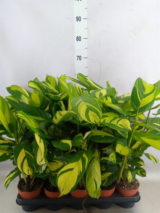 <h4>Ctenanthe pilosa 'Mosaic'</h4>