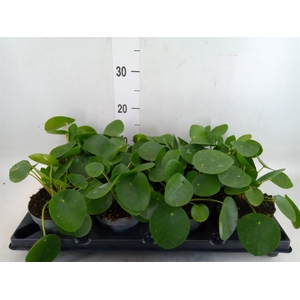 Pilea peperomioides