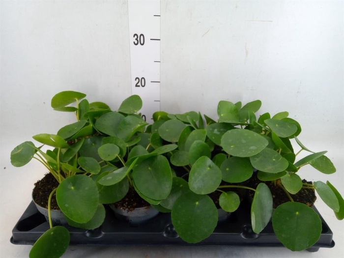 <h4>Pilea peperomioides</h4>