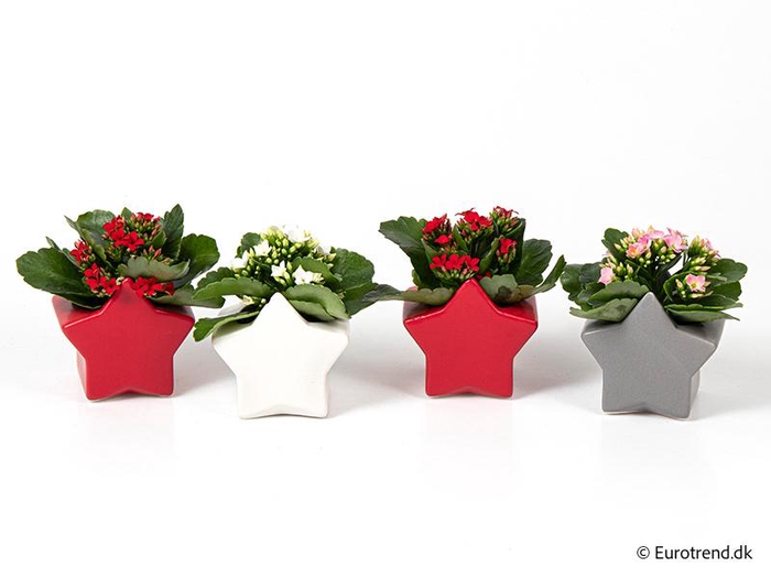 <h4>KALANCHOE BLOSSFELDIANA  p6</h4>