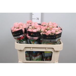 R Tr Madam Bombastic