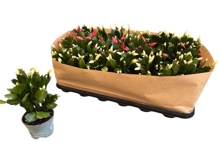 <h4>SCHLUMB GEM 2 KL</h4>