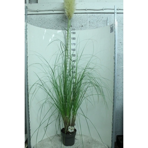 Cortaderia sell.