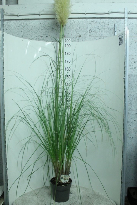 <h4>Cortaderia sell.</h4>