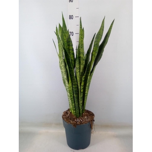 Sansevieria zeylanica