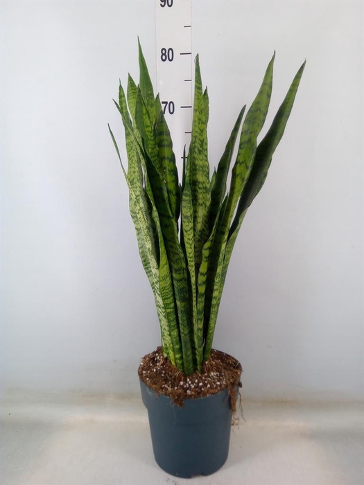 <h4>Sansevieria zeylanica</h4>