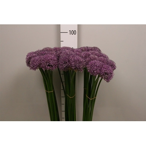 Allium Gladiator
