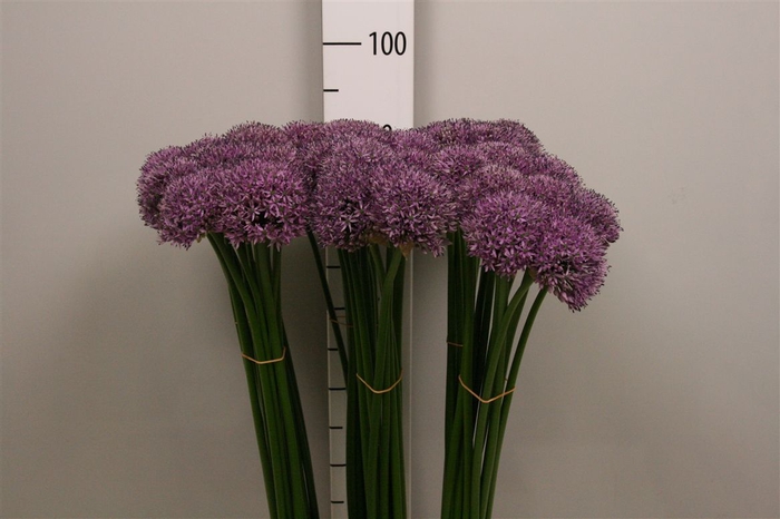 <h4>Allium Gladiator</h4>