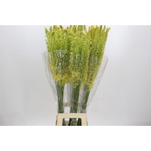 Eremurus Stenophyllus