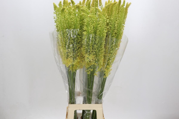 <h4>Eremurus Stenophyllus</h4>