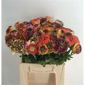 Ran Eleg Sup Striped Yellow