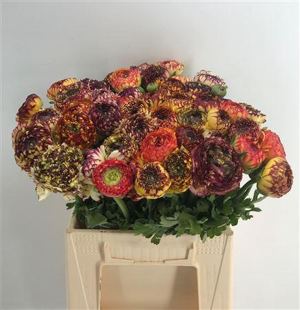 <h4>Ran Eleg Yellow Stripe Sup</h4>