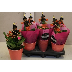 ARR KALANCHOE