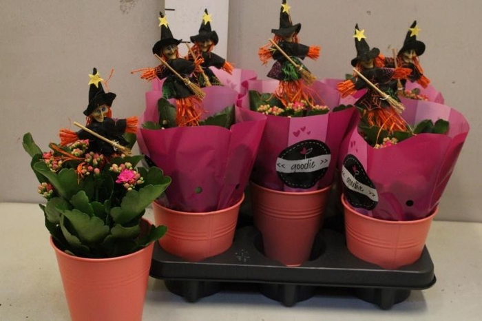 <h4>ARR KALANCHOE</h4>