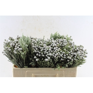 Kaaps Silver Brunia Xl