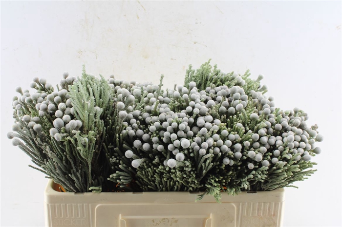 <h4>Kaaps Silver Brunia Xl</h4>