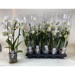 PHAL EL CASCADE
