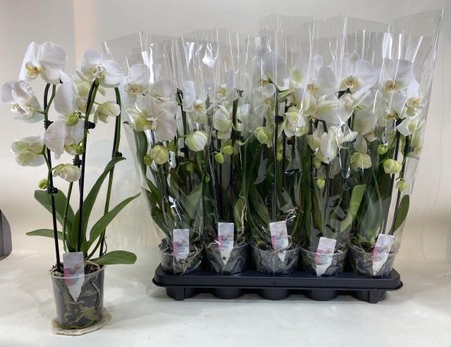 <h4>PHAL EL CASCADE</h4>