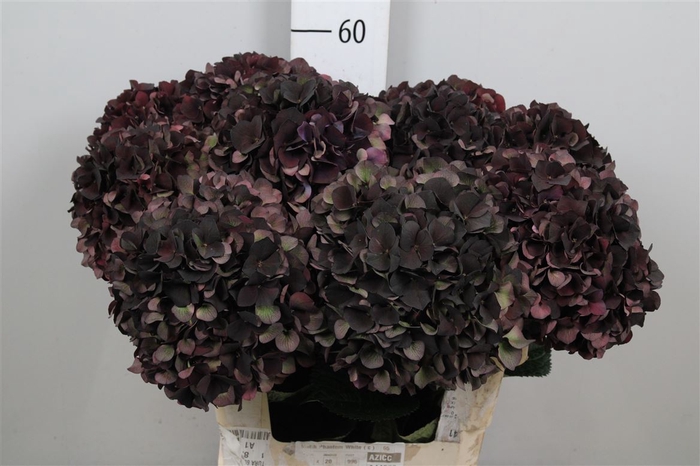 <h4>Hydr Cl M D Ruby</h4>