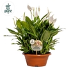 Spathiphyllum Bellini - 23 cm schaal Air so Pure
