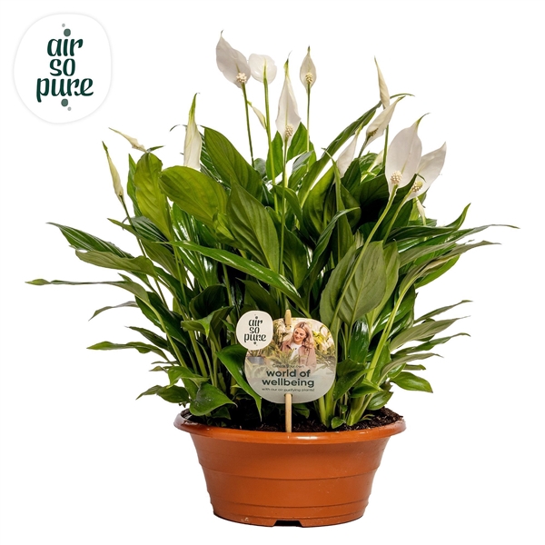 <h4>Spathiphyllum Bellini - 23 cm schaal Air so Pure - WOW etiket</h4>