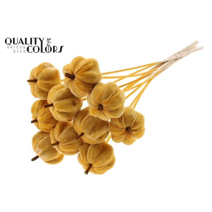 <h4>Velvet Pumpkin Ø6cm on stem Apricot</h4>