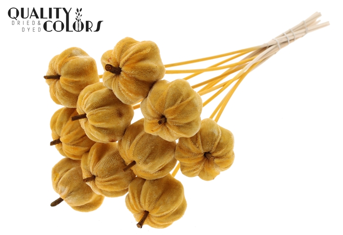 Velvet Pumpkin Ø6cm on stem Apricot