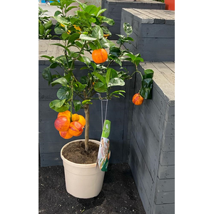 Citrus hystrix