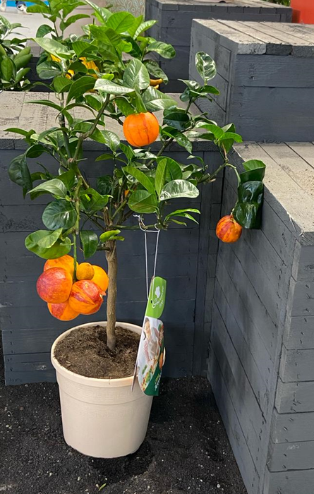 <h4>Citrus hystrix</h4>