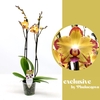 Phalaenopsis  'FC Papagayo'
