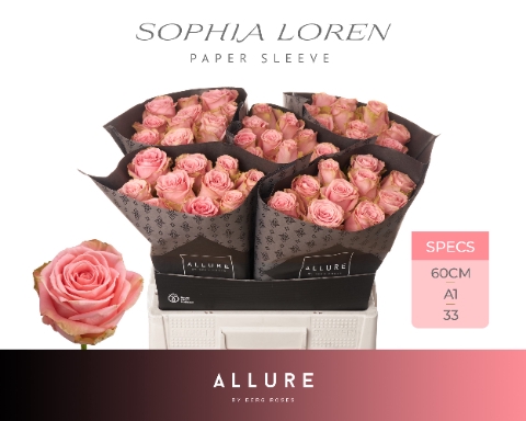 <h4>R GR SOPHIA LOREN ALLURE Allure Specials</h4>