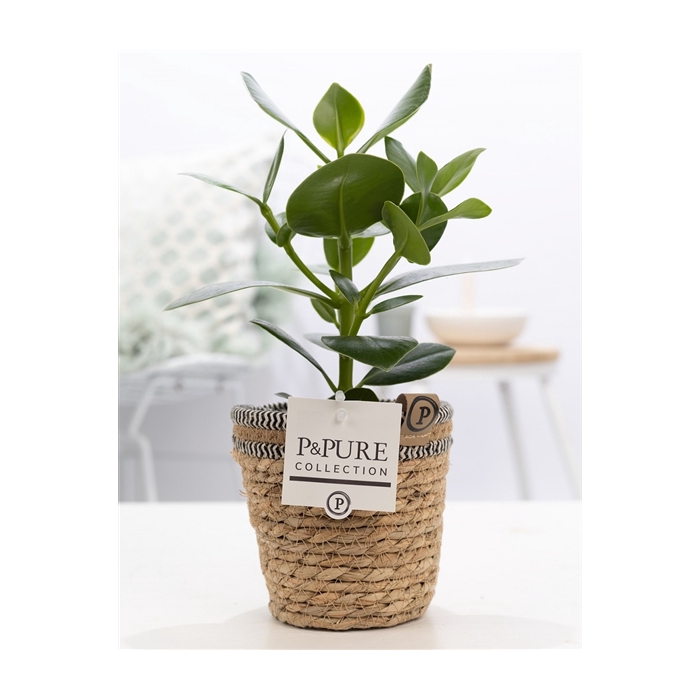 <h4>Clusia Rosea Princess in P&PURE Basket 6</h4>