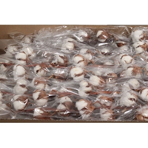 Gossypium 8 Bal
