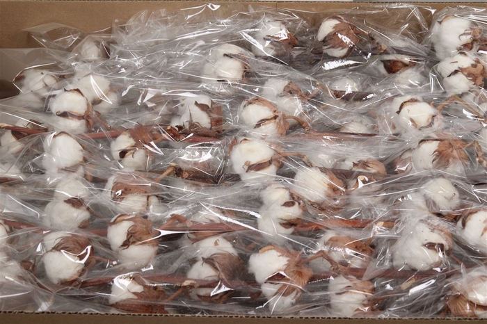 <h4>Gossypium 8 Bal</h4>