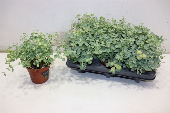 <h4>Sedum Si Mediovarieg</h4>