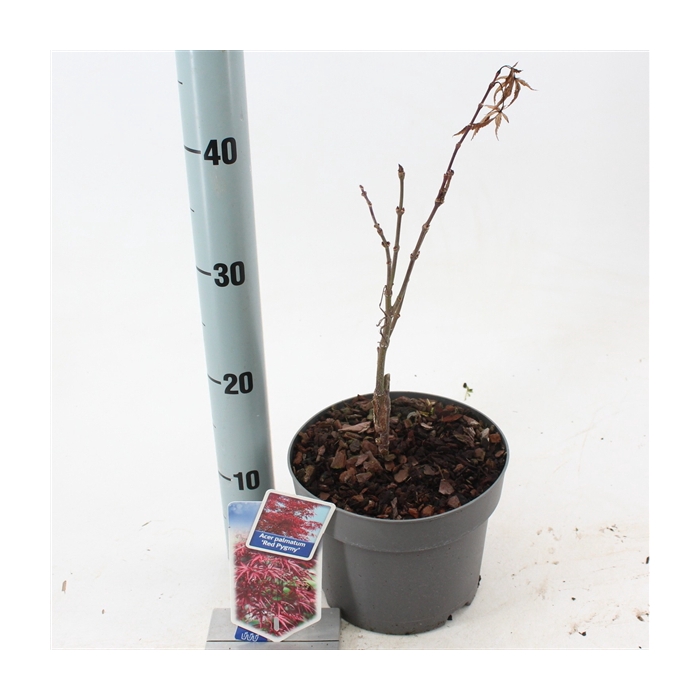 <h4>Acer pal. 'Red Pygmy'</h4>